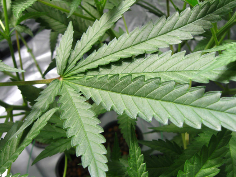 Cannabis et consommation : quel impact sur la santé ? Interdire ou légaliser le cannabis ?