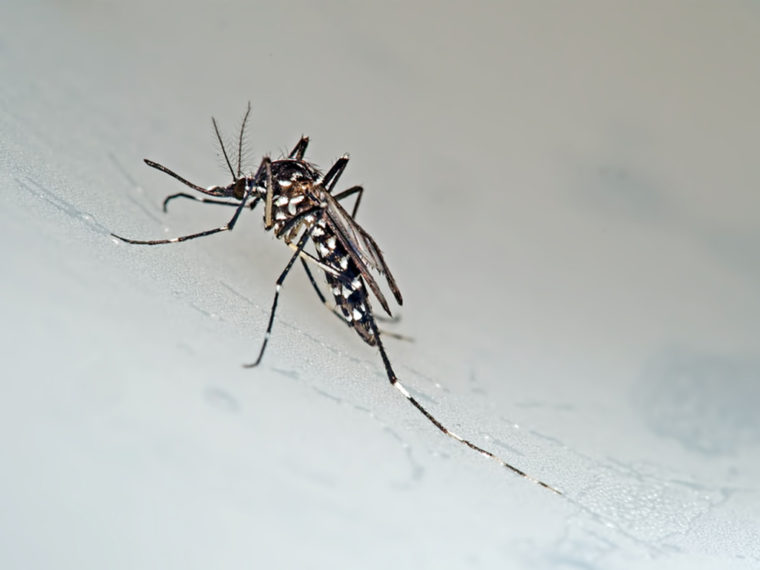 Moustique tigre : Chikungunya, dengue et zika